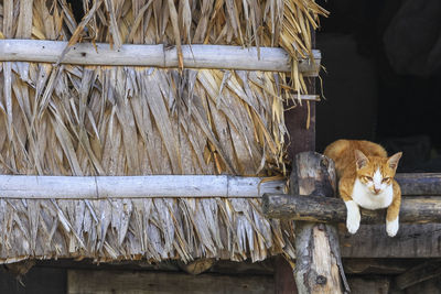 Orange cat lying on the stairs in the village of morgan phang nga, thailand