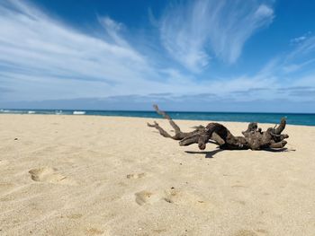 Driftwood on beach against sky