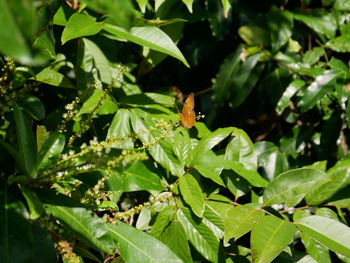 Close-up of insect on leaf