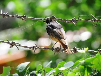 Close-up of bird perching on branch