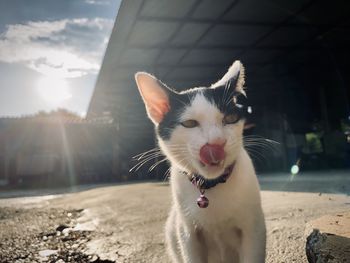 Close-up portrait of a cat