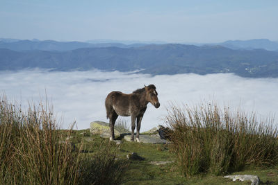 Horse standing in a field