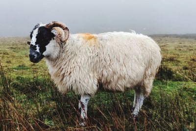 Sheep standing in a field