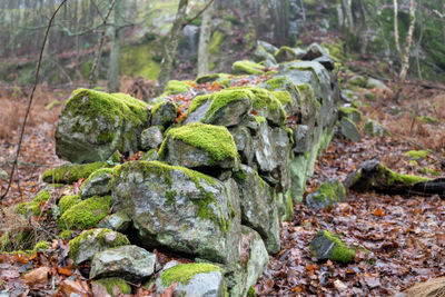 Close-up of moss growing on old stone wall