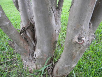Close-up of horse on tree trunk