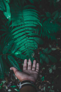 Close-up of person touching leaves