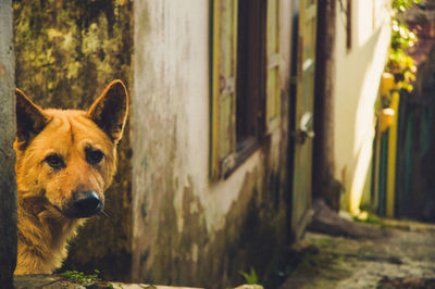Close-up portrait of a dog
