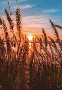 Close-up of stalks in field against sunset sky
