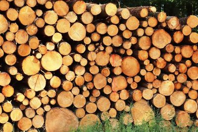 Full frame shot of logs in forest