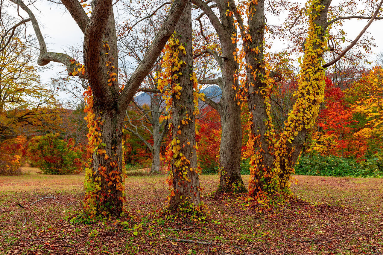 TREES AND PLANTS IN FOREST DURING AUTUMN