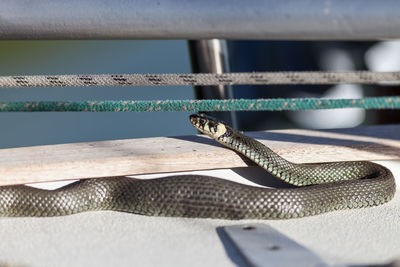 Close-up of lizard