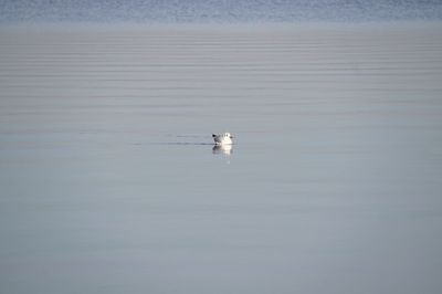 Seagull swimming in a lake