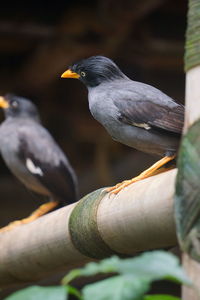 Close-up of birds perching on tree