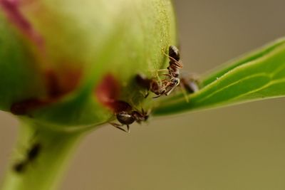 Close-up of insect on leaf