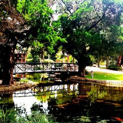 Reflection of trees in water