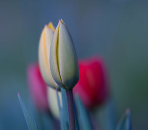 Close-up of flowers blooming