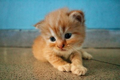 Cat lying on floor