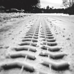Surface level of snow covered trees