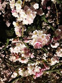 Close-up of flowers blooming outdoors