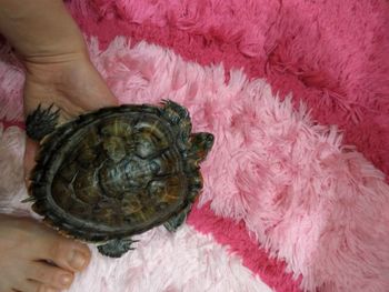 Close-up of hand holding turtle