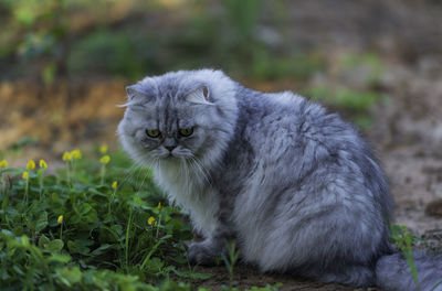 Portrait of a cat on field