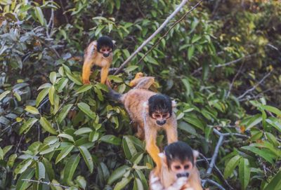 Portrait of monkey sitting on tree