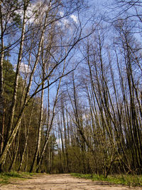 Trees in forest against sky