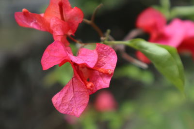 Close-up of red flowering plant