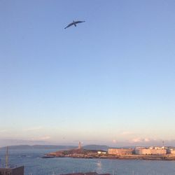 Bird flying over sea