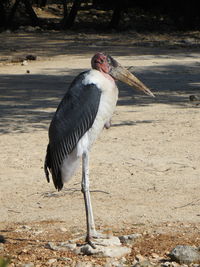 Bird perching on a field