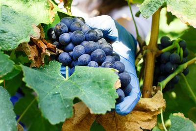 Close-up of grapes growing in vineyard