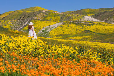 Scenic view of oilseed rape field