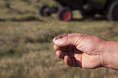 Close-up of hand holding stem on field