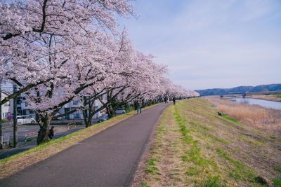 Trees on field against sky