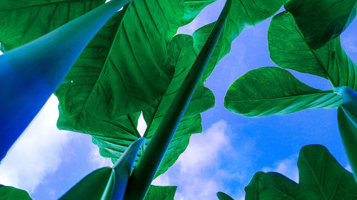 Low angle view of leaves against sky