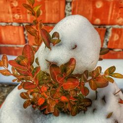 Close-up of plant growing during winter