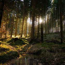 Scenic view of forest