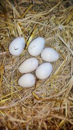 High angle view of eggs in nest