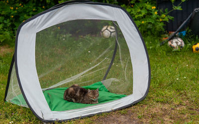 Cat resting in a soccer goal