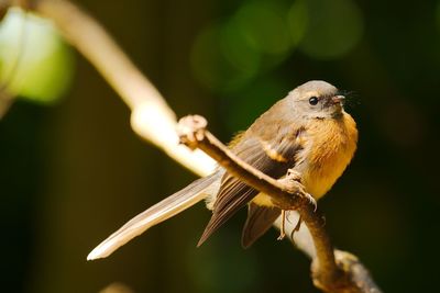 New zealand fantail bird in light forest.