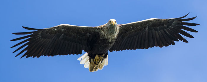 Low angle view of sea eagle flying against clear blue sky