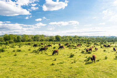 A herd of cattle heck, grazing in a clearing on a spring sunny day in western germany.