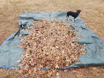 High angle view of dog on field