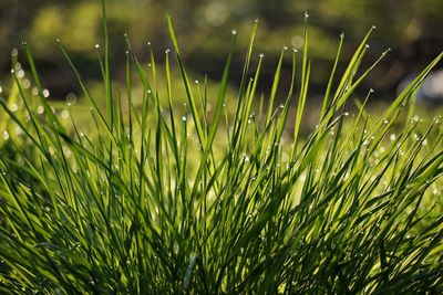 Close-up of wet grass on field