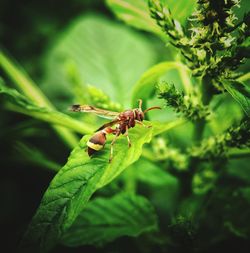 Close-up of insect on plant