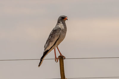 Bird perching on a pole against the sky