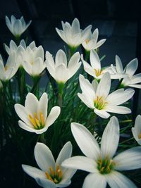 Close-up of white flowers blooming in park