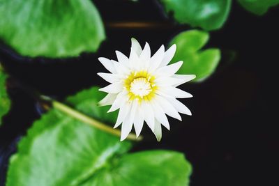 Close-up of white flower blooming outdoors