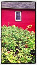 Plant growing on a wall