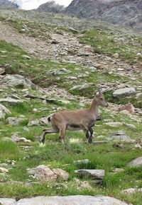 Sheep on mountain